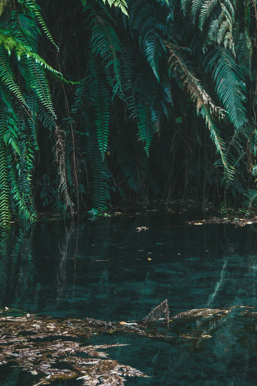 green palm tree on water