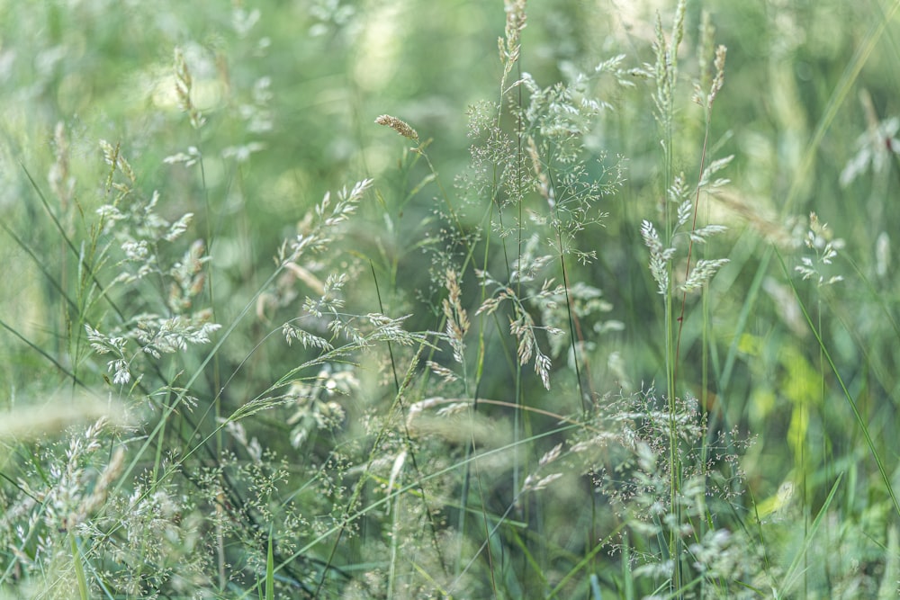 green grass field during daytime