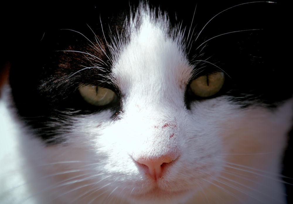 white and black cat with yellow eyes