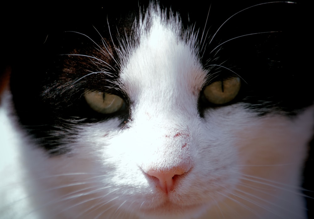 gatto bianco e nero con gli occhi gialli