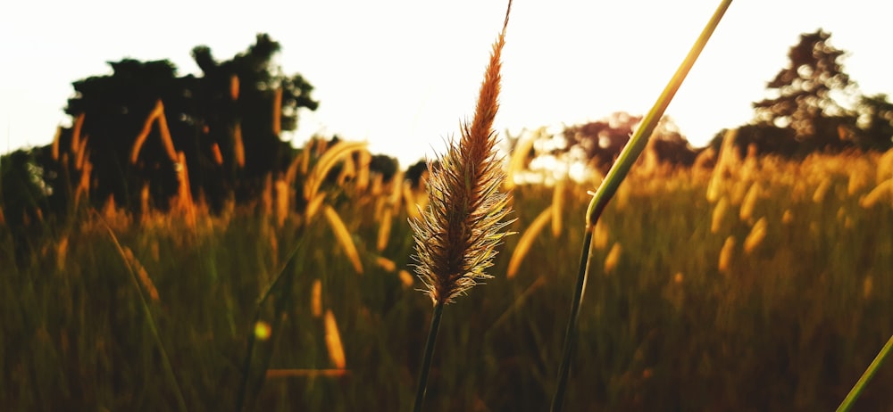 brown wheat in close up photography during daytime