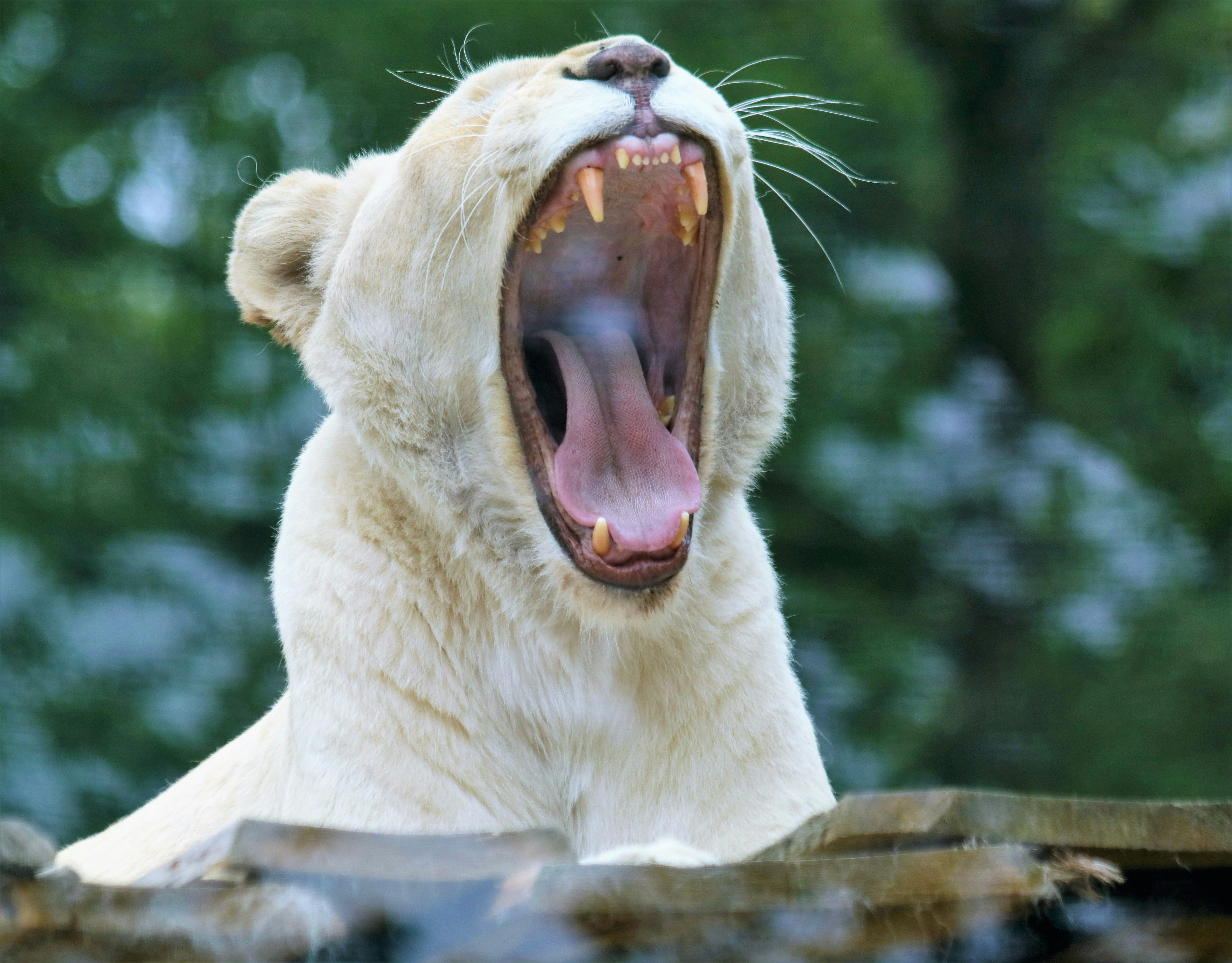 Built More Like a Bear Than a Lion (image credits: unsplash)