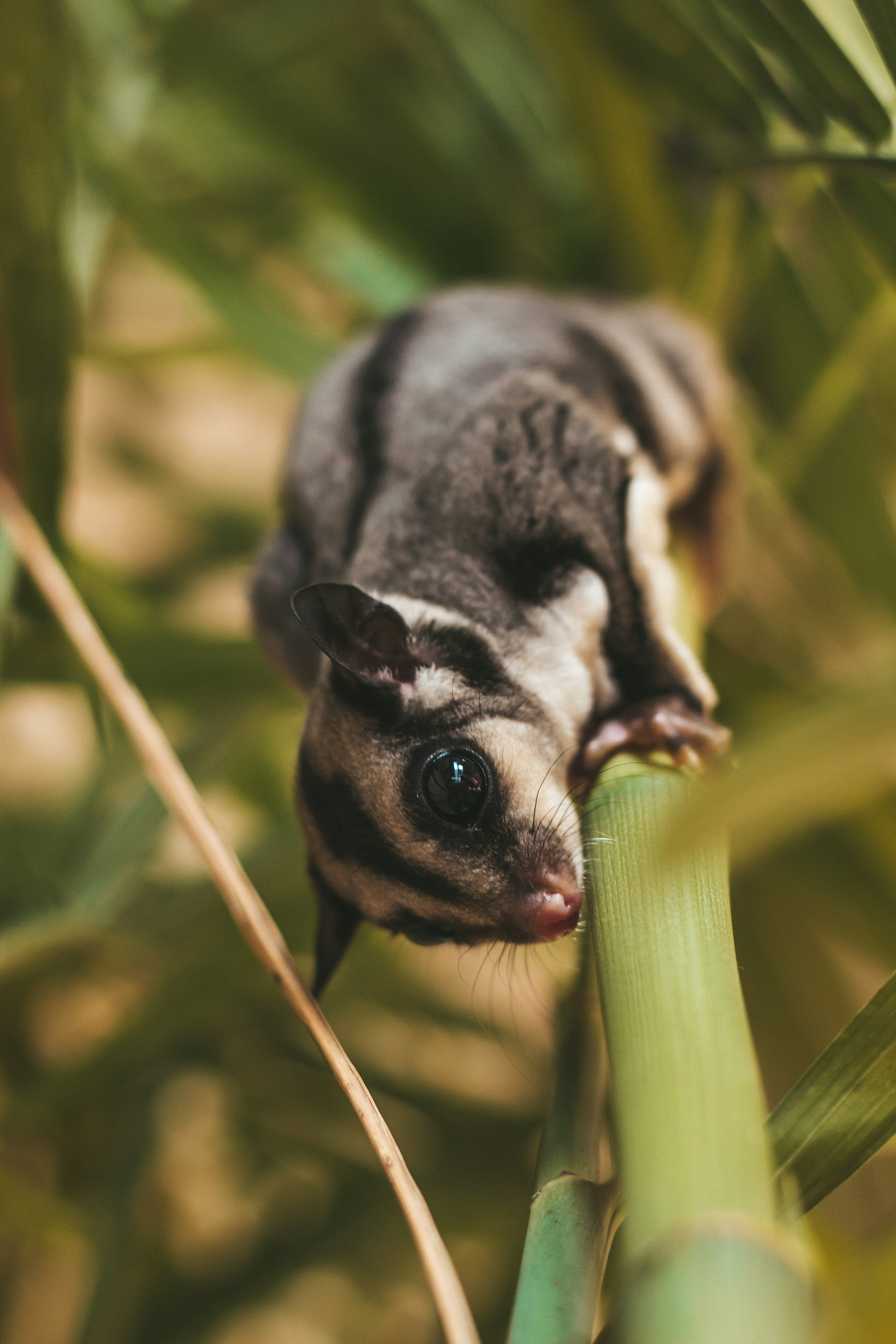 How To Tell If A Sugar Glider Is Happy