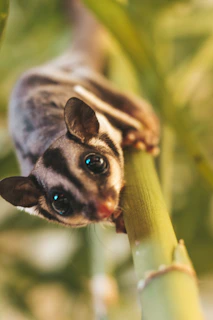 stardard grey sugar glider