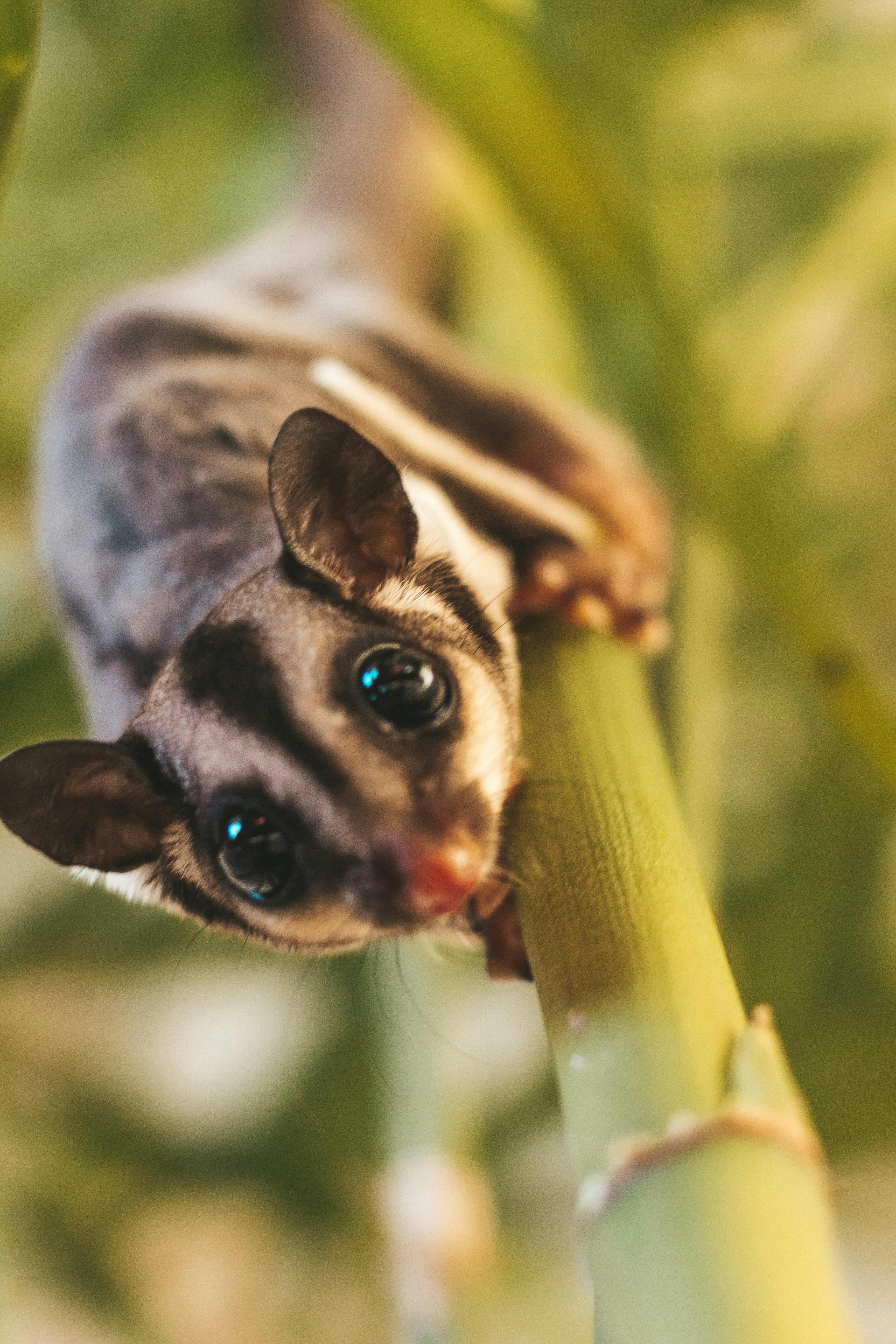 How To Tell If A Sugar Glider Is Happy