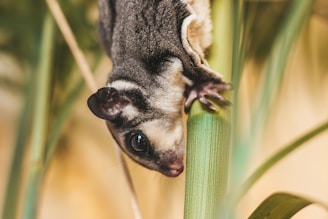 A sugar glider is hanging upside down on a green plant. Its large dark eyes and soft gray fur are prominent, and it appears to be in a natural, tropical setting with blurred vegetation in the background.