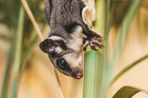 A playful sugar glider perched on a cozy branch inside a naturalistic habitat.