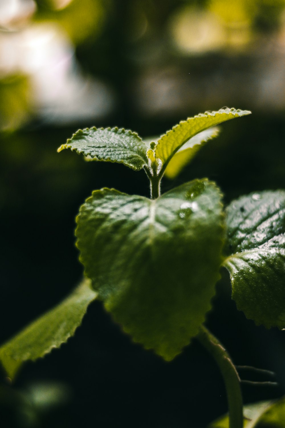 green leaf plant in close up photography