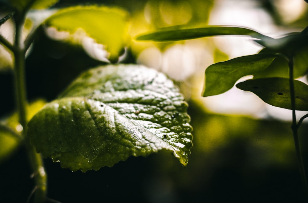 green leaf with water droplets