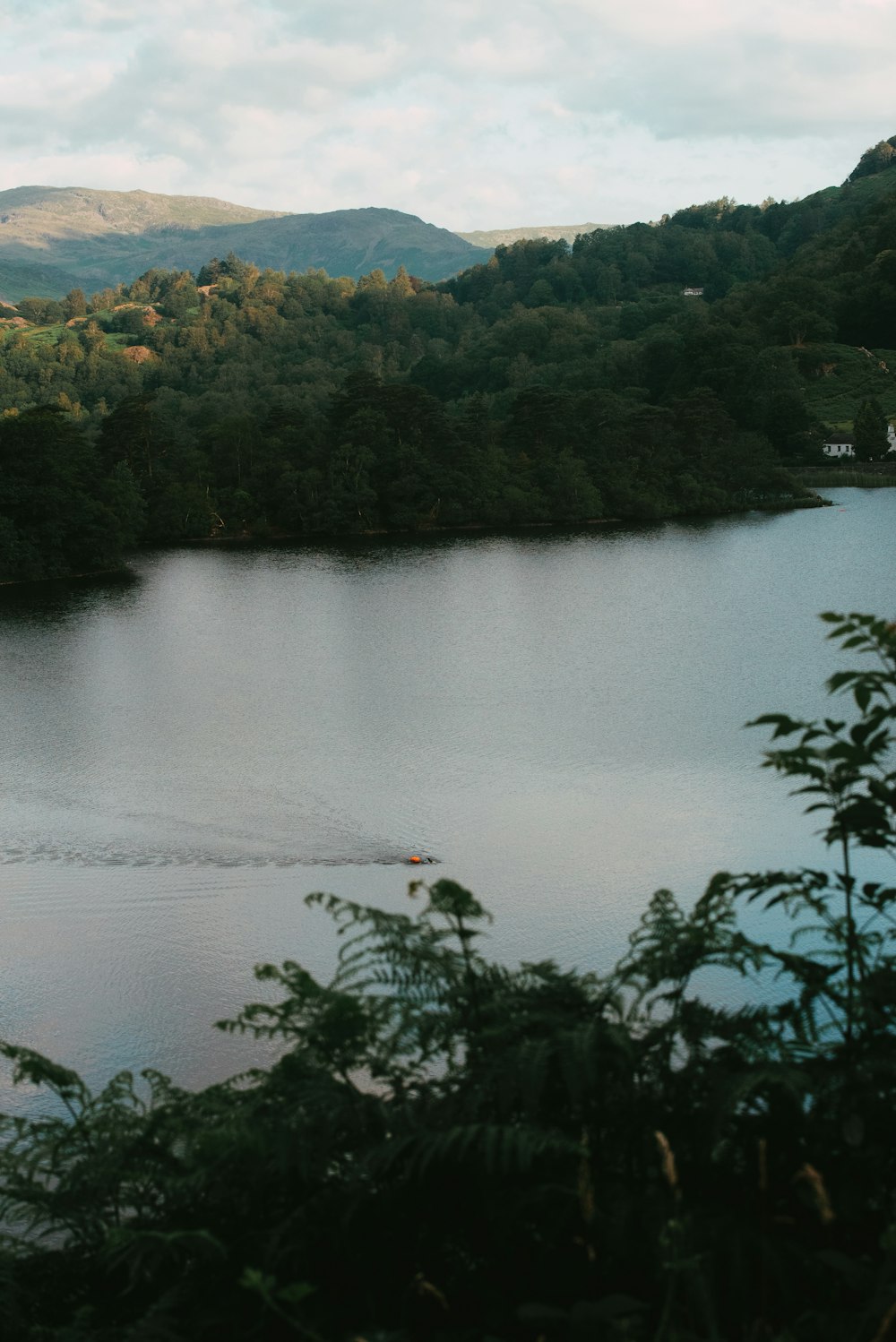 green trees near body of water during daytime