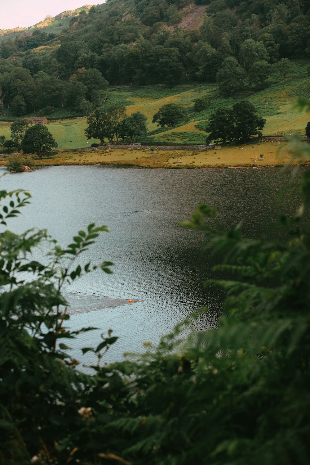 green trees beside river during daytime