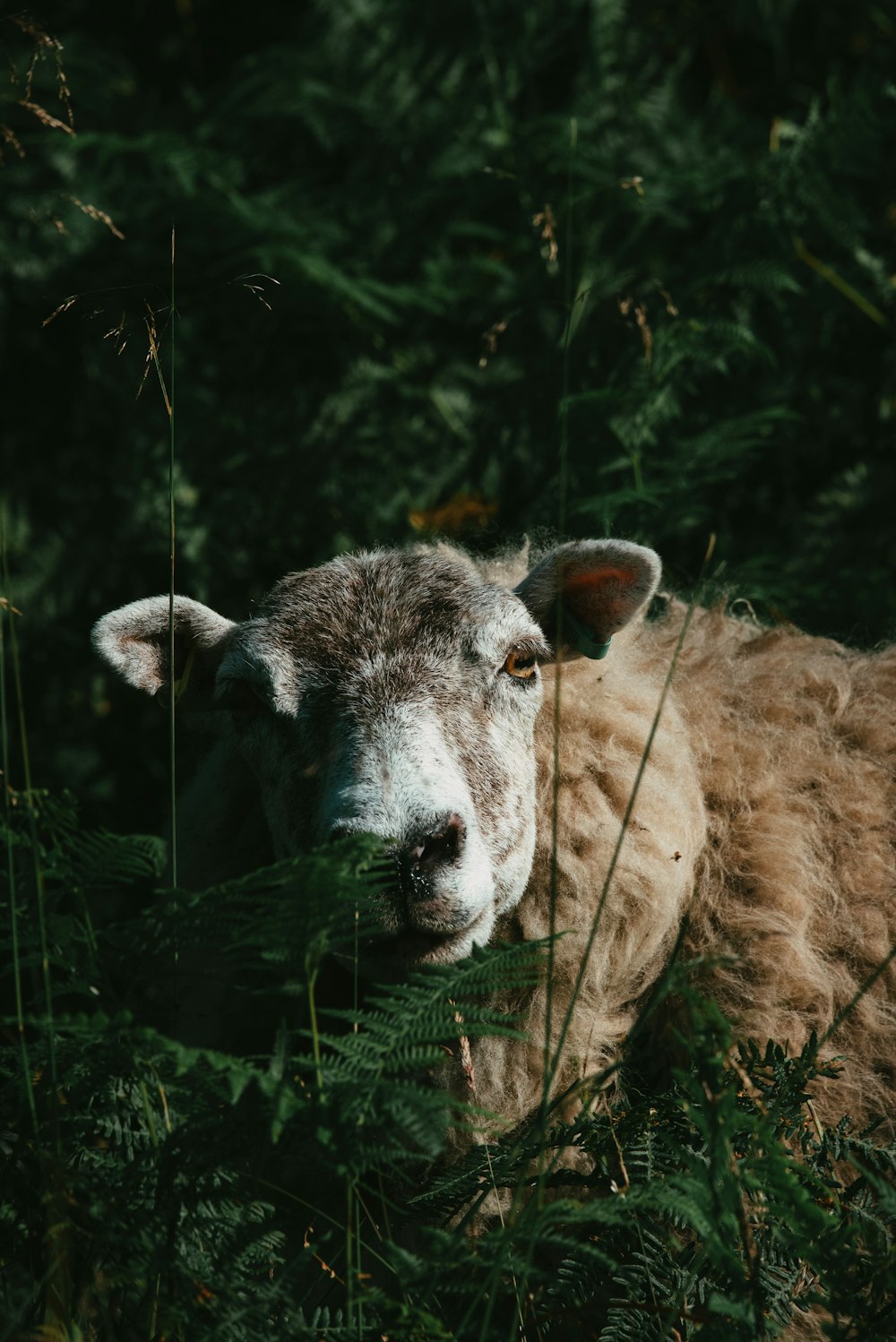 pecore marroni e bianche su erba verde durante il giorno
