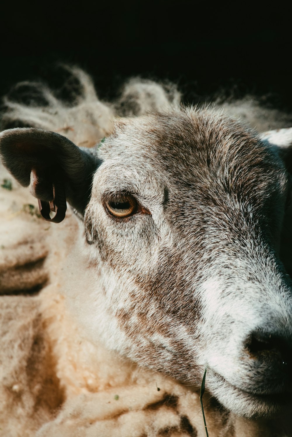 white and brown sheep on brown sand during daytime