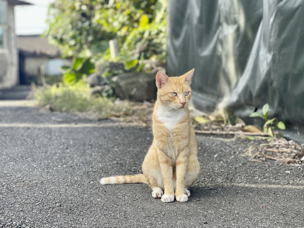 orange tabby cat on gray concrete road during daytime