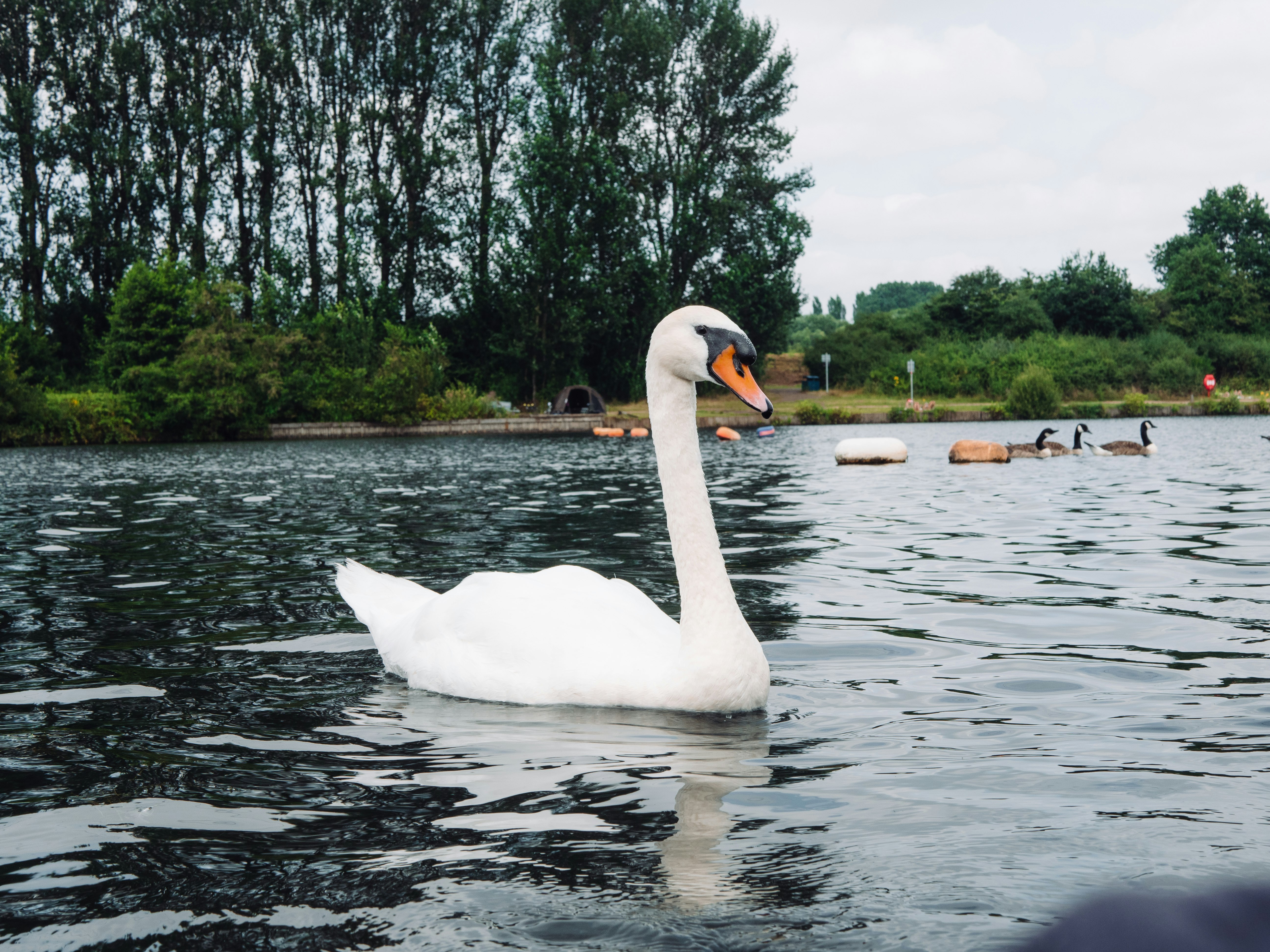 white swan on water during daytime