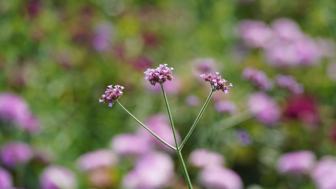 purple flower in tilt shift lens