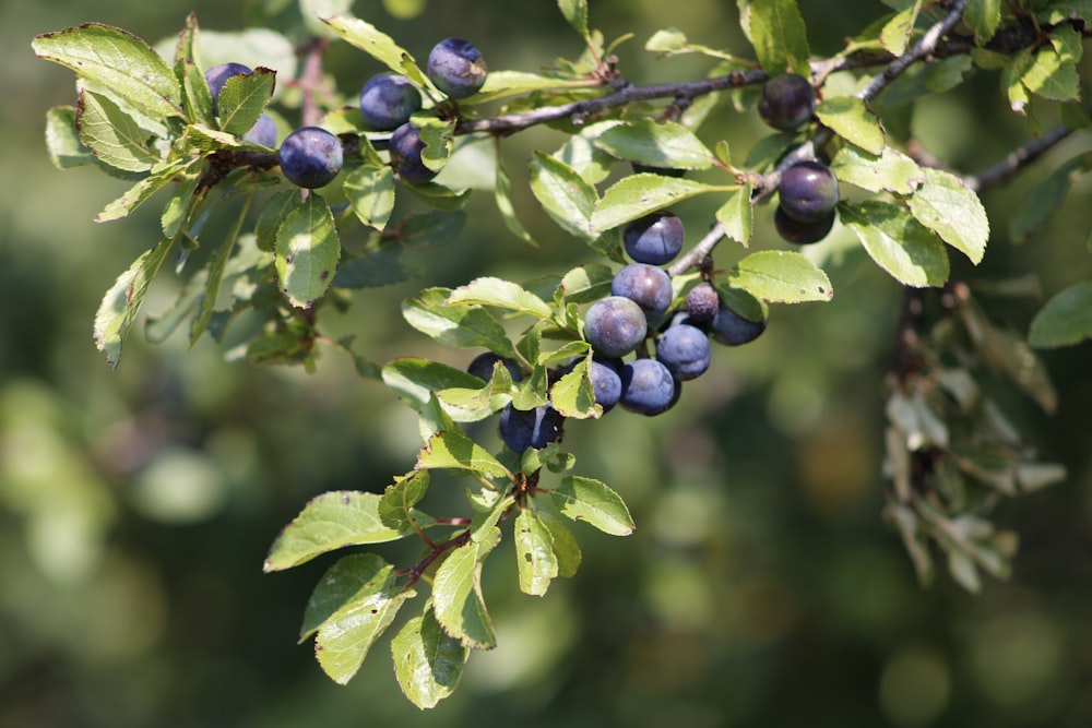 blue berries in tilt shift lens