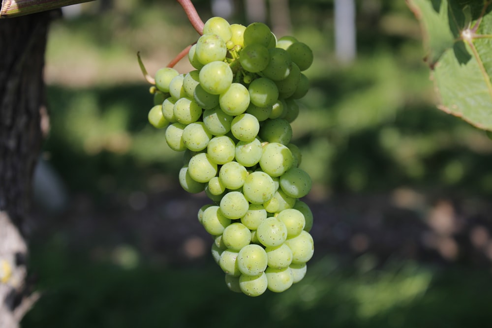 green grapes in tilt shift lens