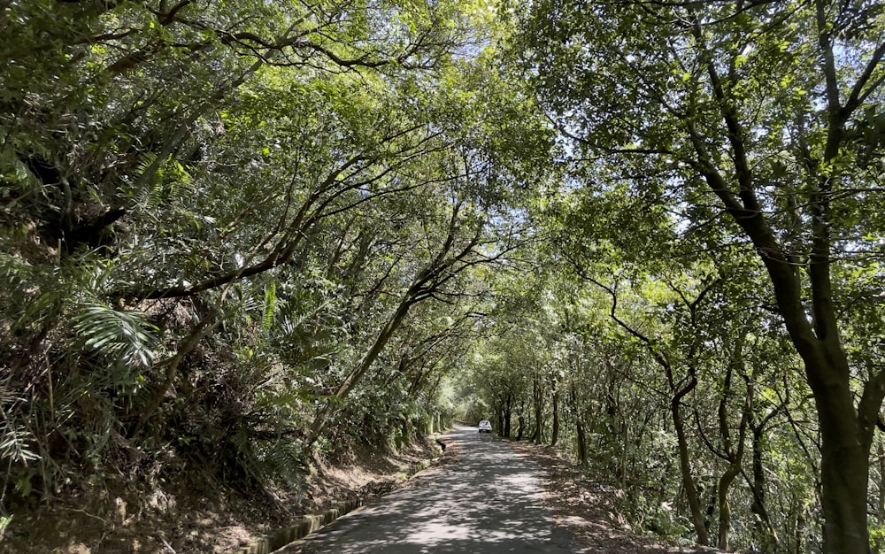 gray concrete pathway between green trees during daytime