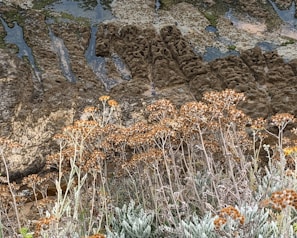 A detailed shot of native plants and soil composition characteristic of the Cuesta region.