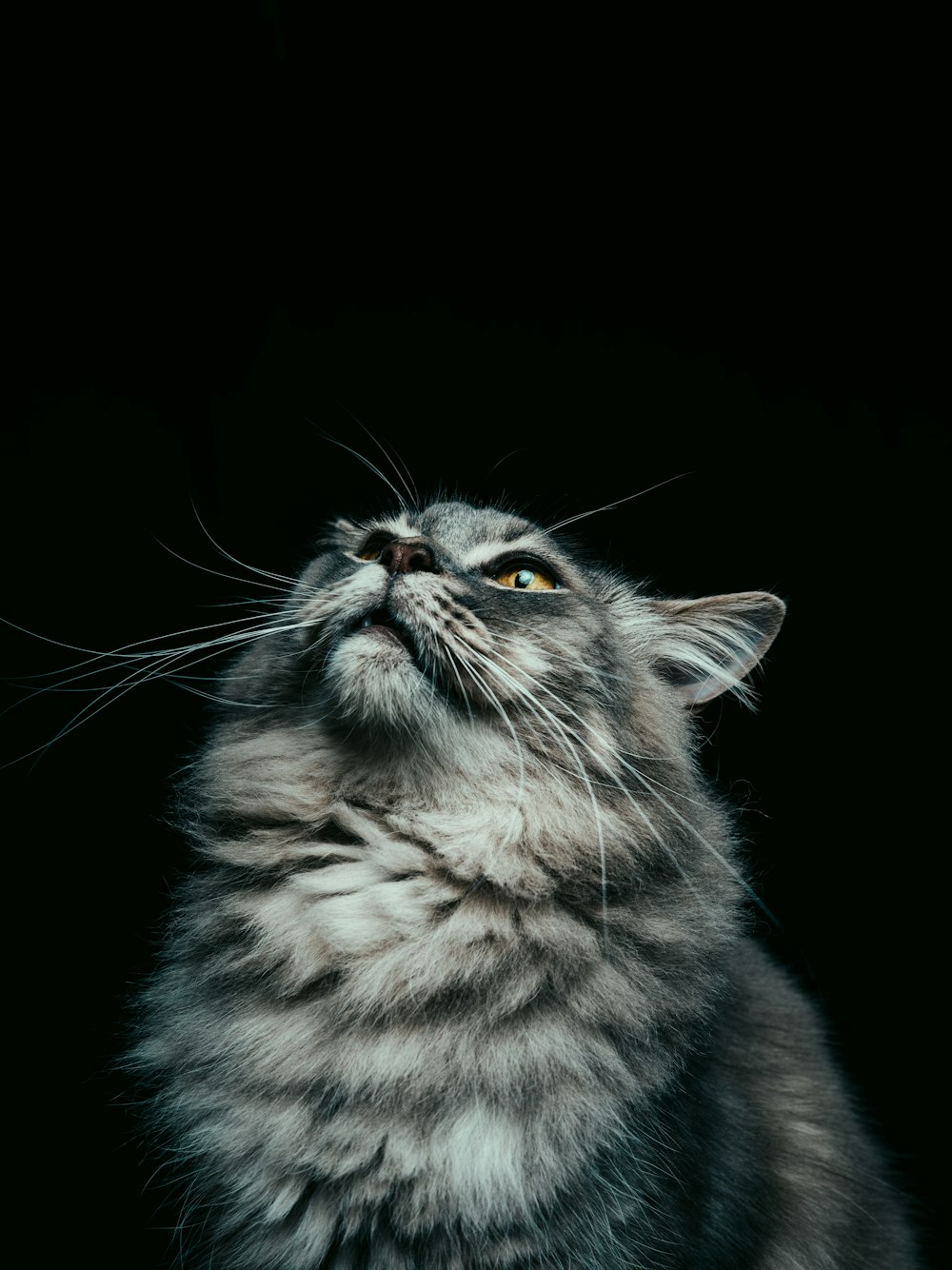 grey and white long fur cat