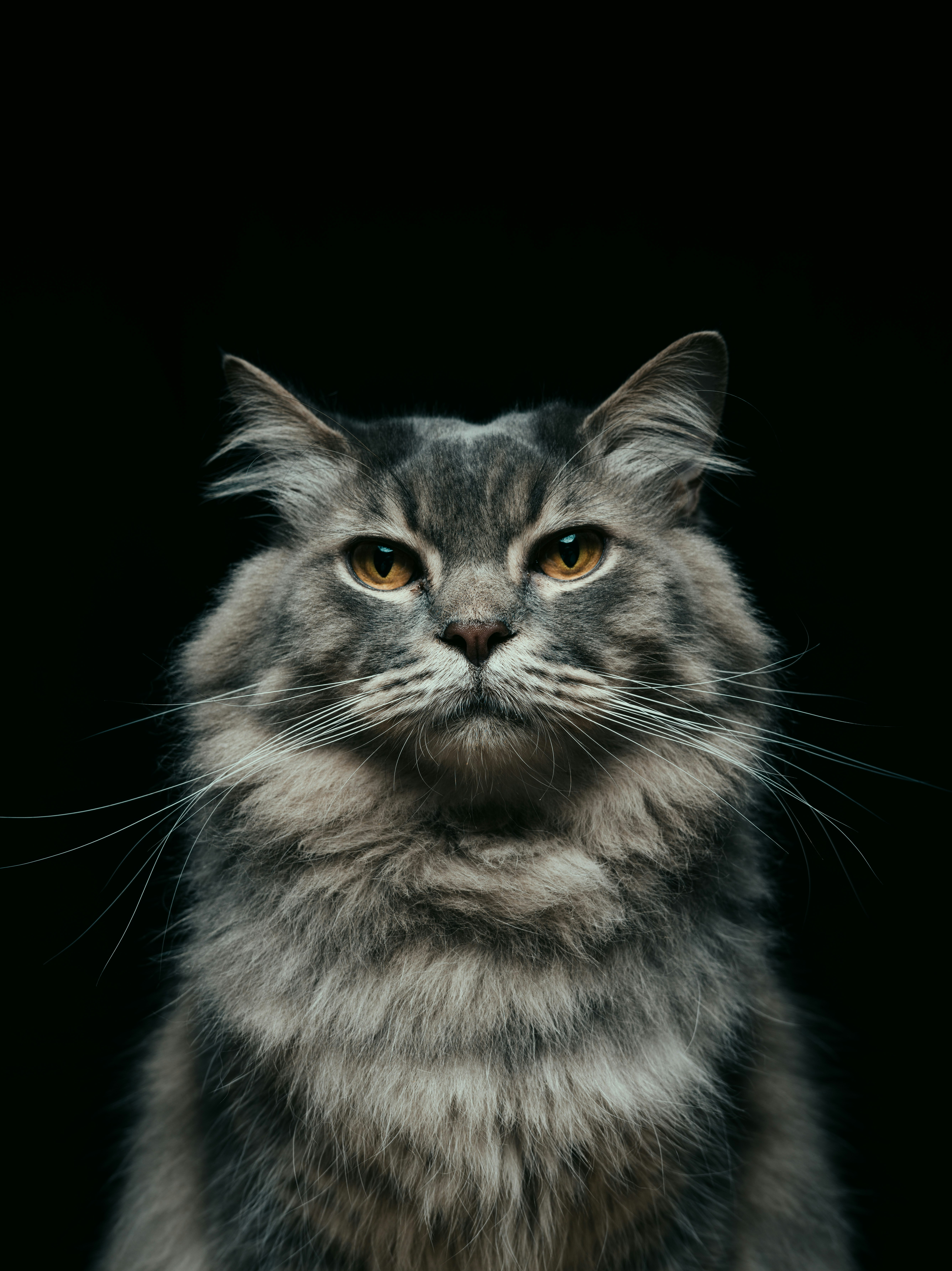 black and gray cat with black background