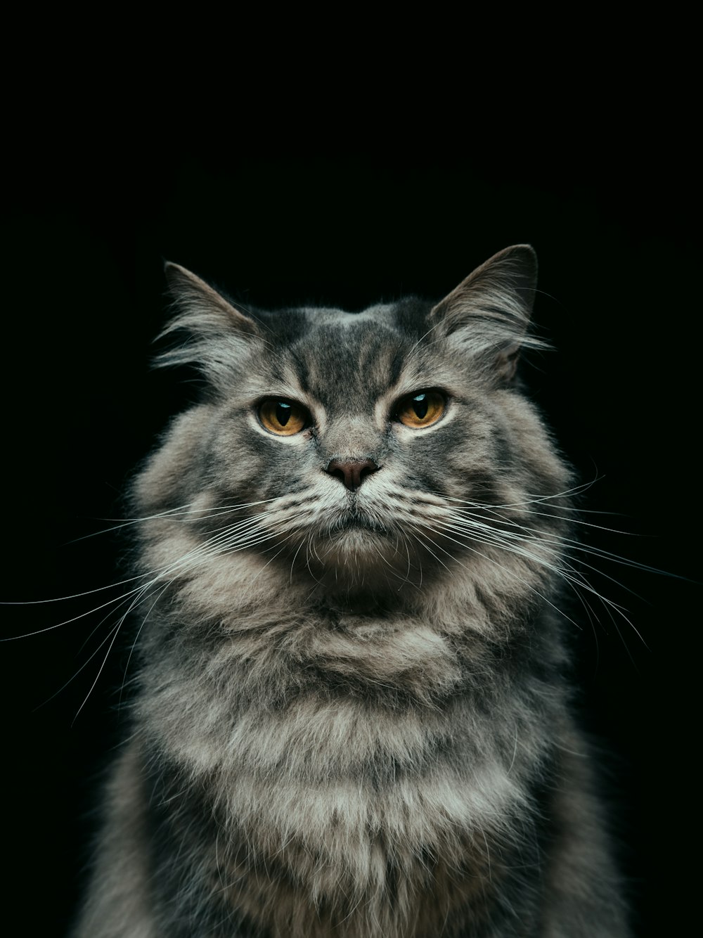 black and gray cat with black background