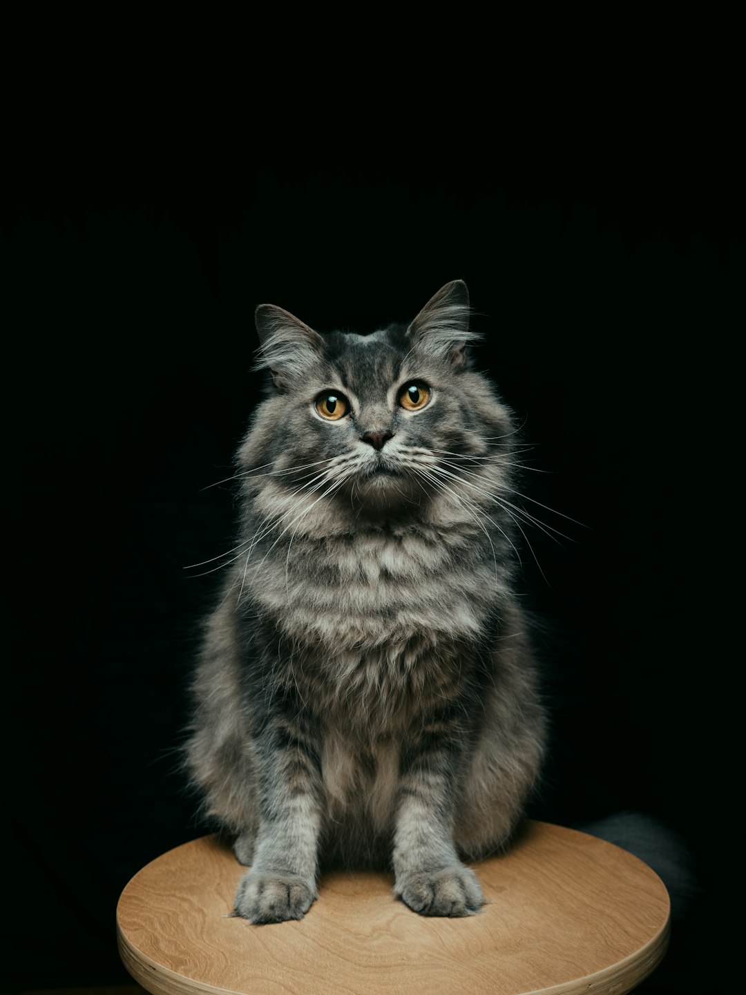 gray and white long fur cat