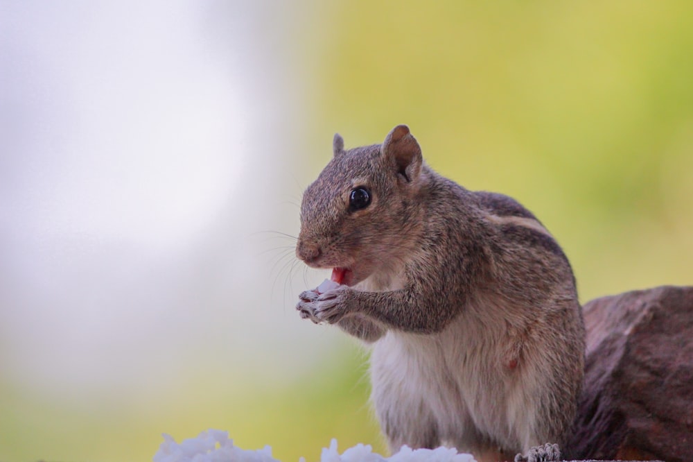 brown and white squirrel on tree branch