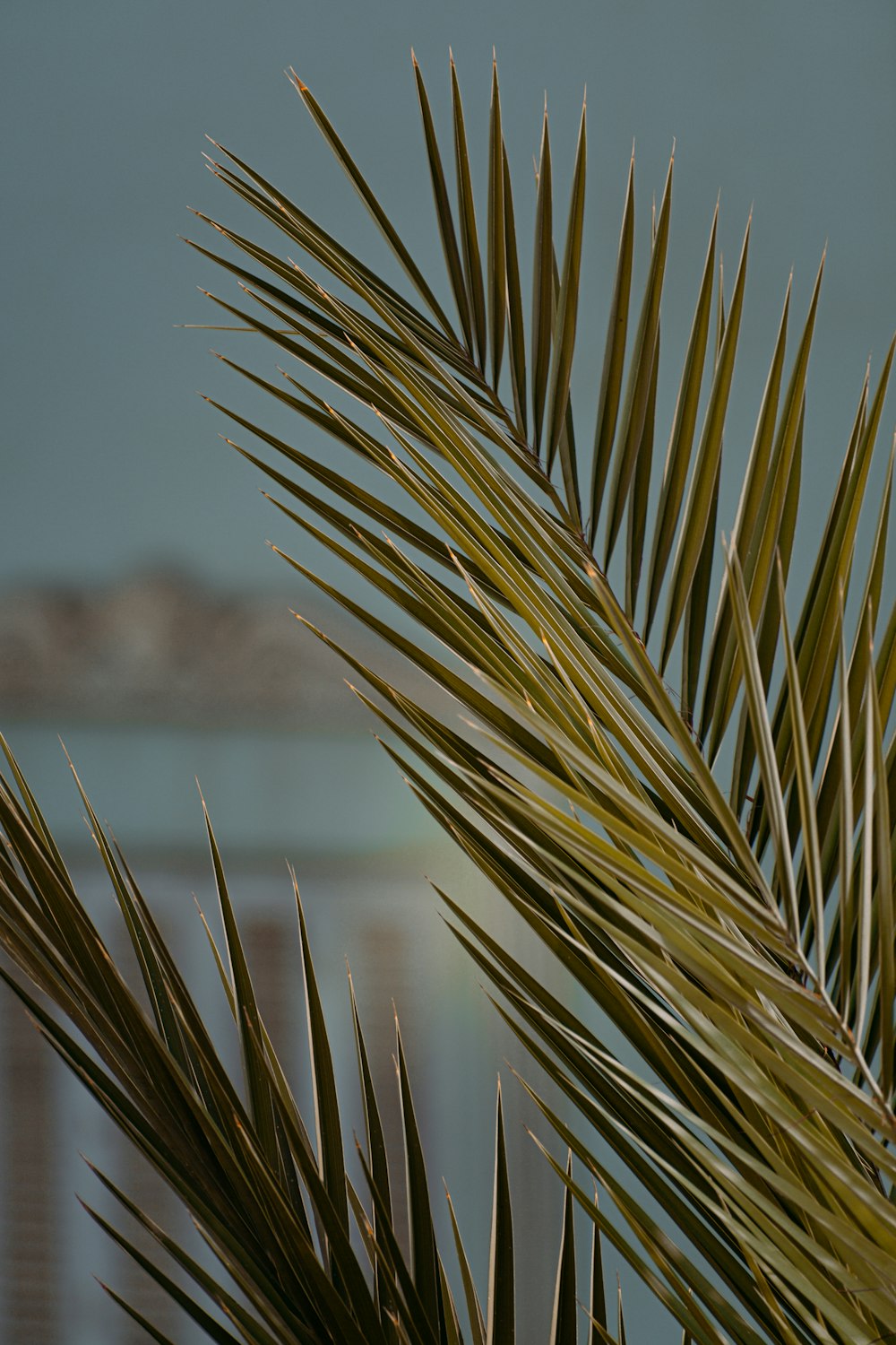 green wheat in close up photography