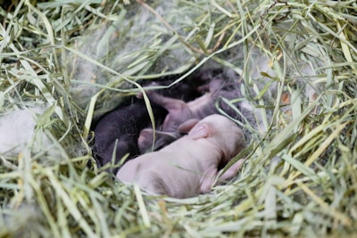 A cozy farm setup with fresh hay and small animals enjoying their food.