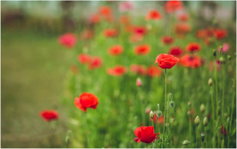 red flower field during daytime