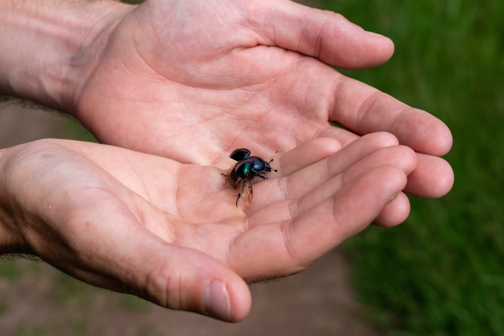 black and blue insect on human palm