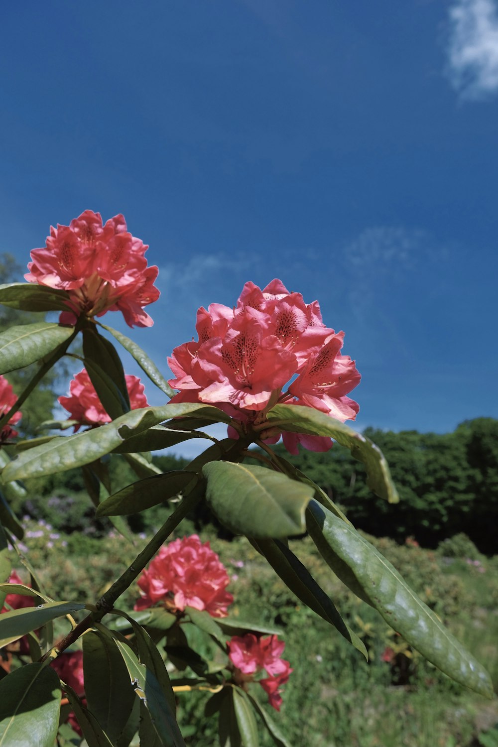 pink flower in tilt shift lens