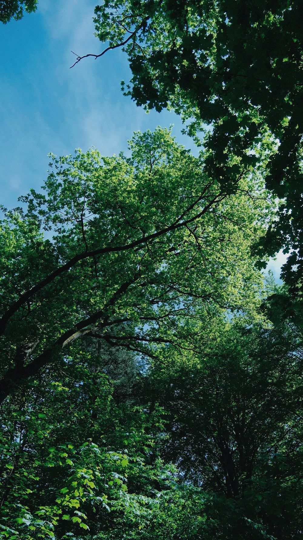 green tree under blue sky during daytime