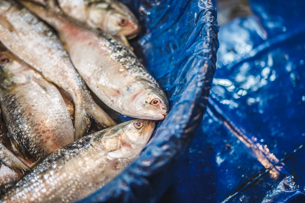 gray fish on blue plastic container