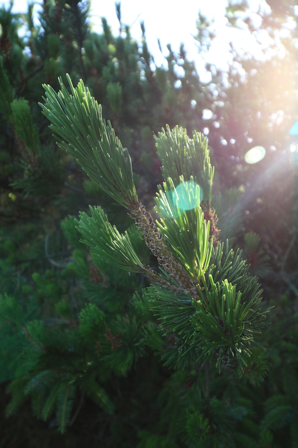 green pine tree with water droplets