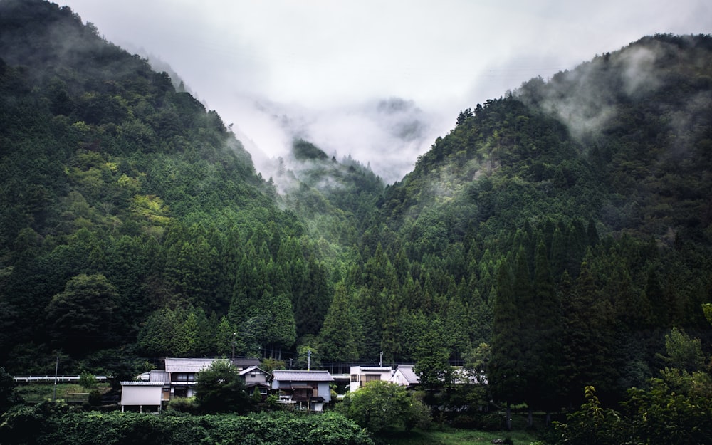 white and black house surrounded by green trees under white sky during daytime