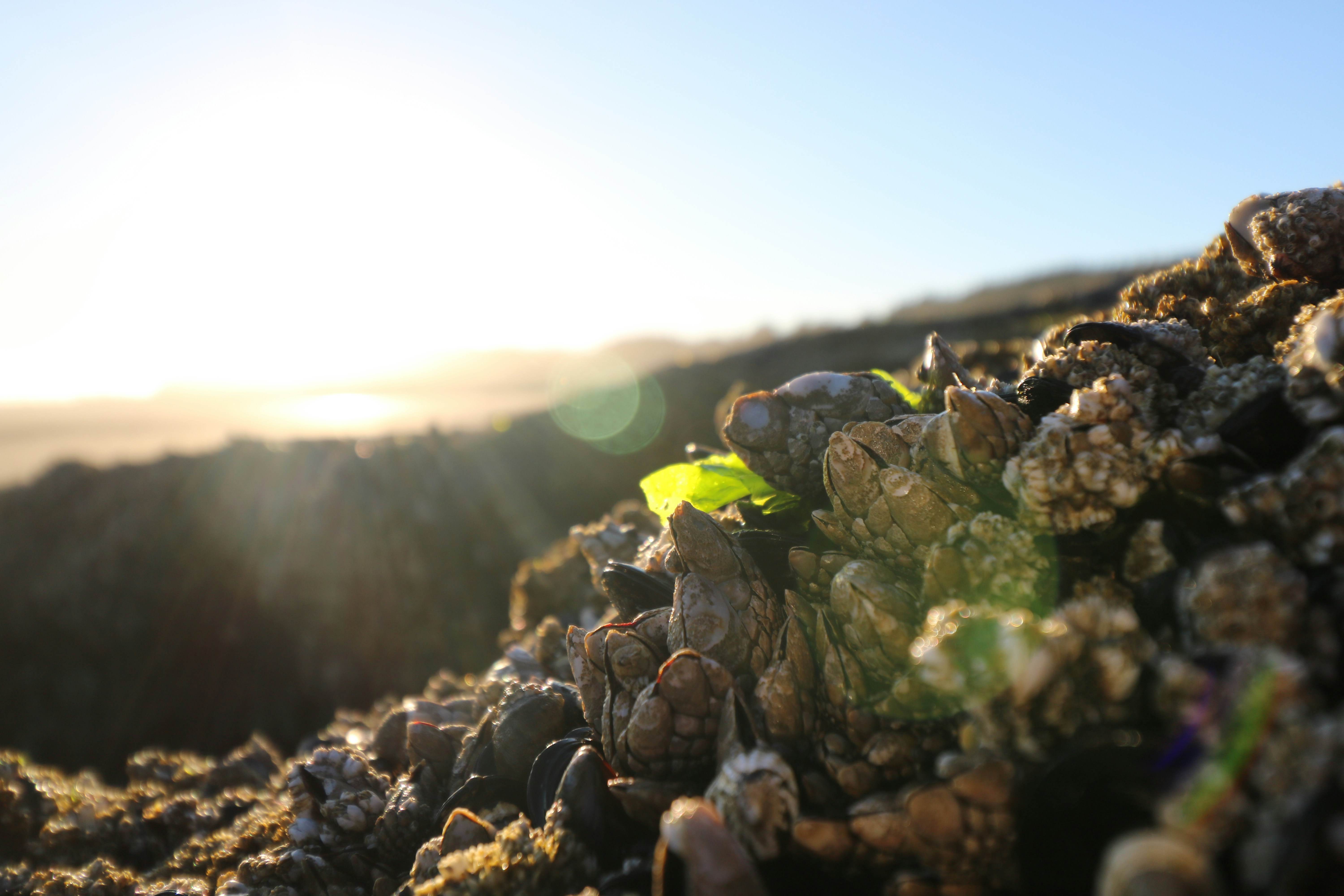 green and brown plant during daytime