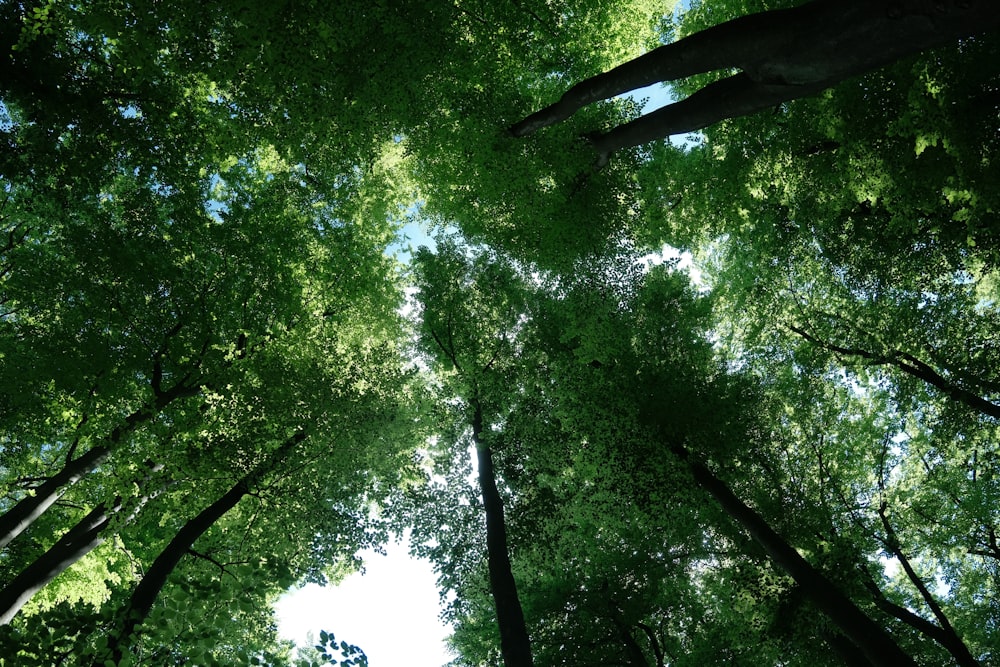 green trees under white sky during daytime