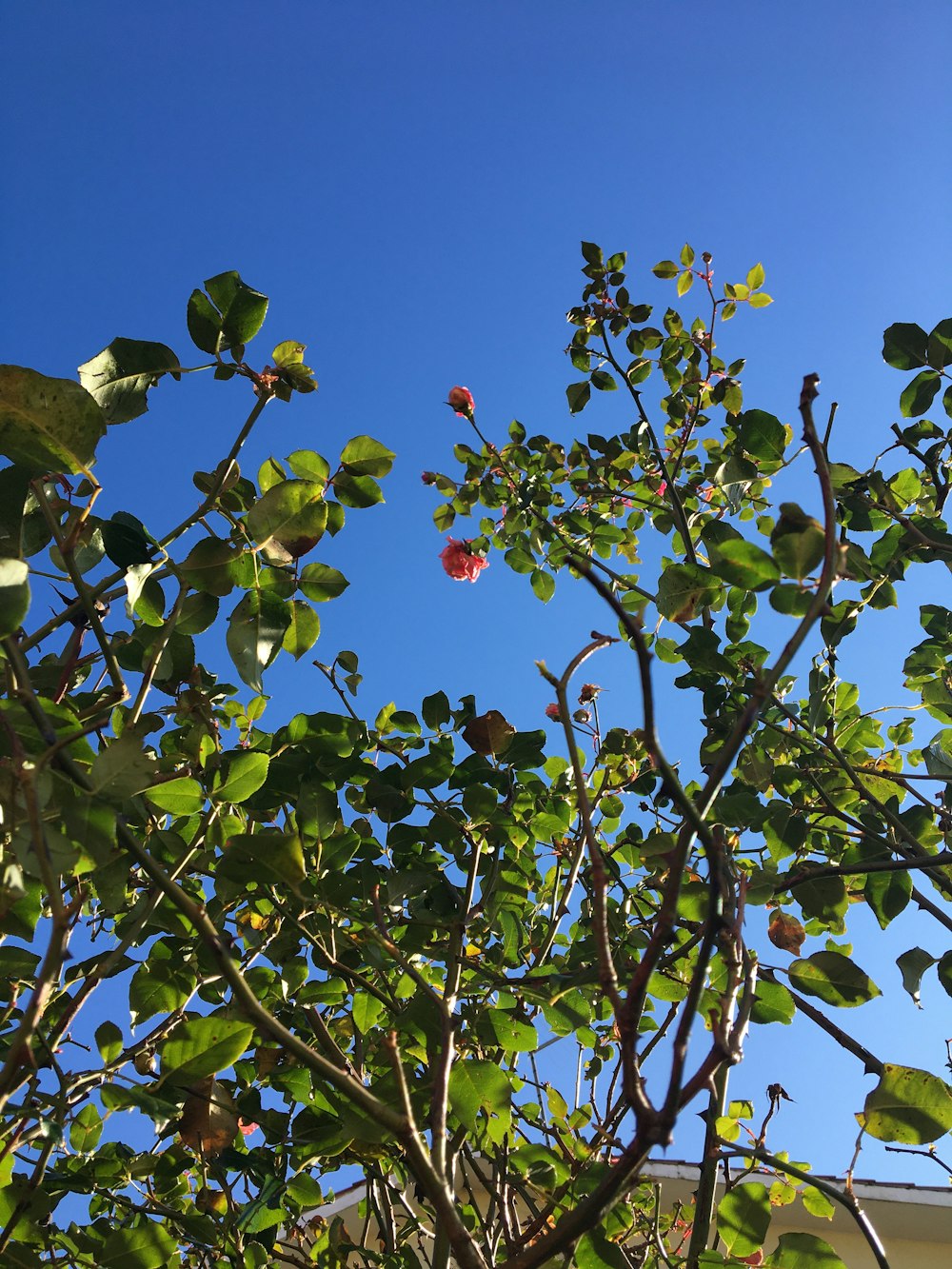 green and red fruit tree under blue sky during daytime