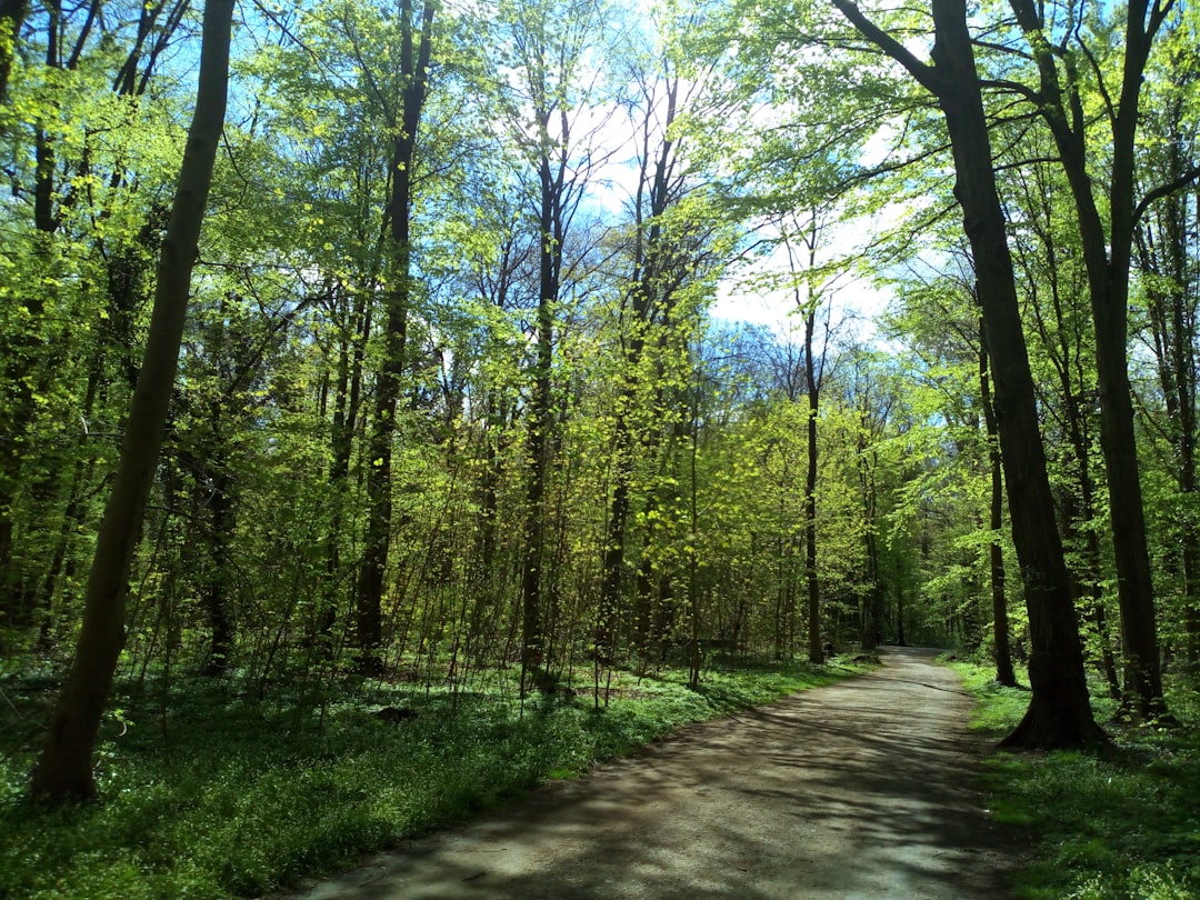 gray concrete road between green trees during daytime