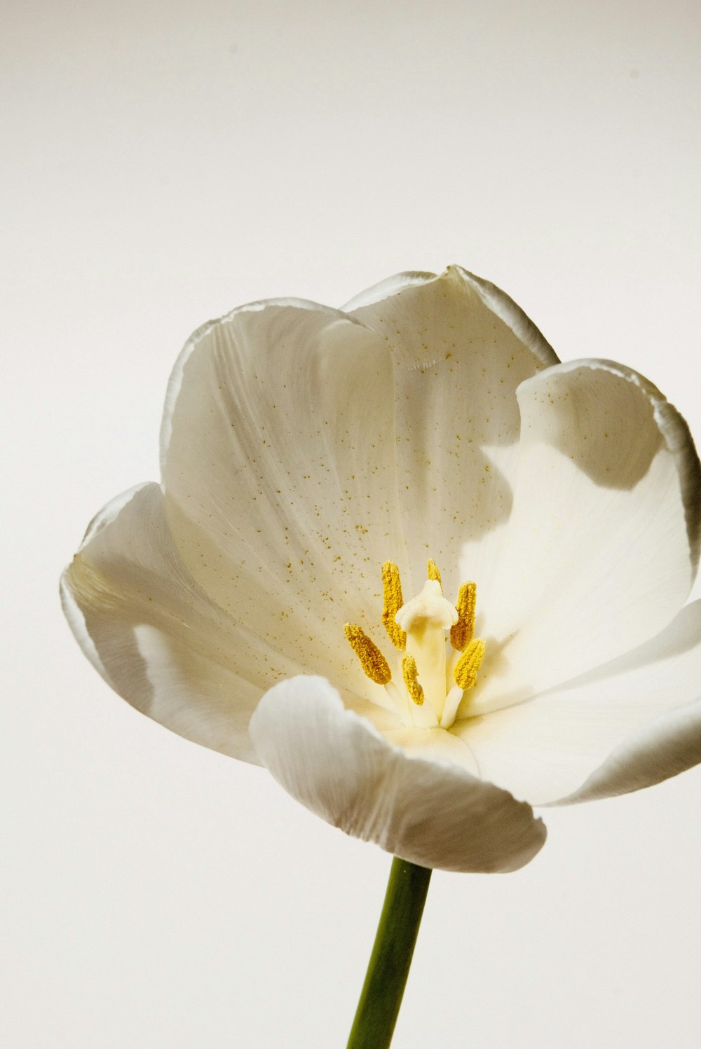 fleur blanche et jaune en gros plan photographie