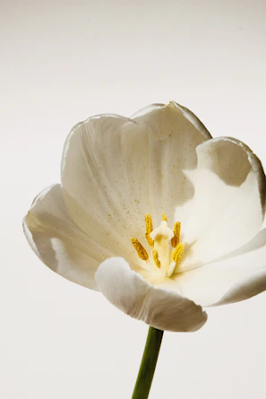 white and yellow flower in close up photography