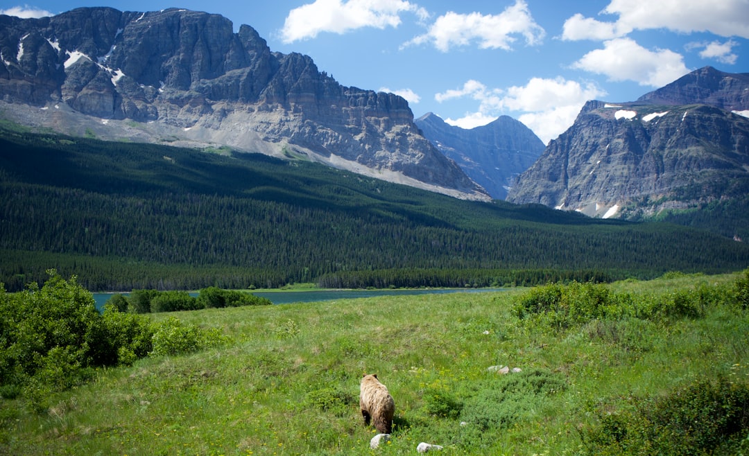 green grass field near mountain during daytime