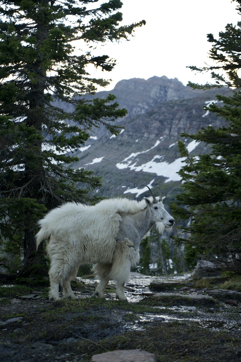 white sheep on green grass field during daytime