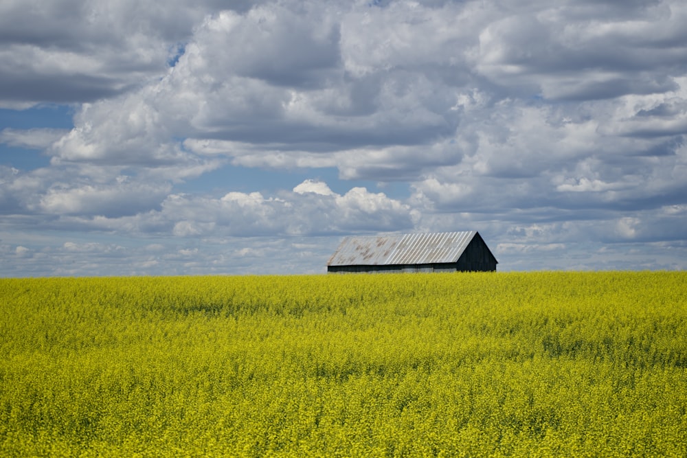 brown wooden house on yellow flower field under white clouds and blue sky during daytime