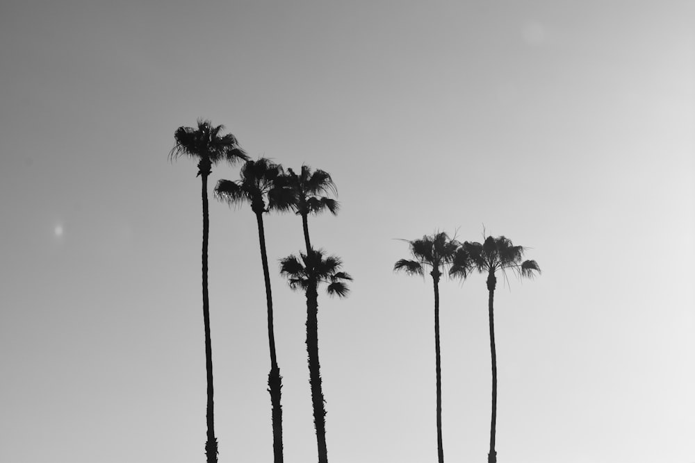 silhouette of palm trees during daytime