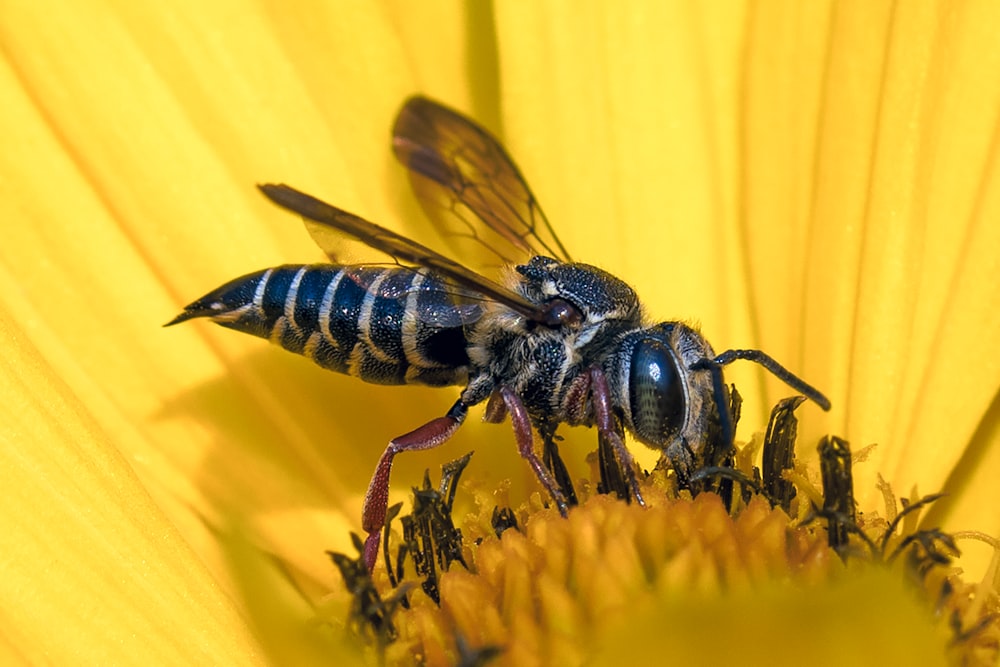 black and yellow bee on yellow flower