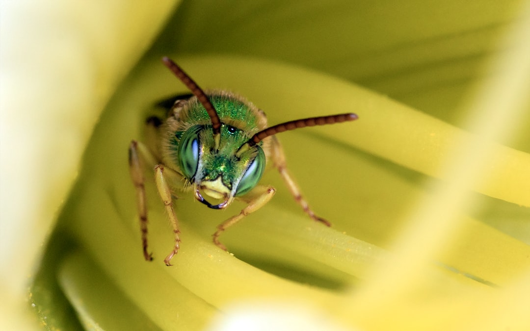 green and blue insect on yellow flower